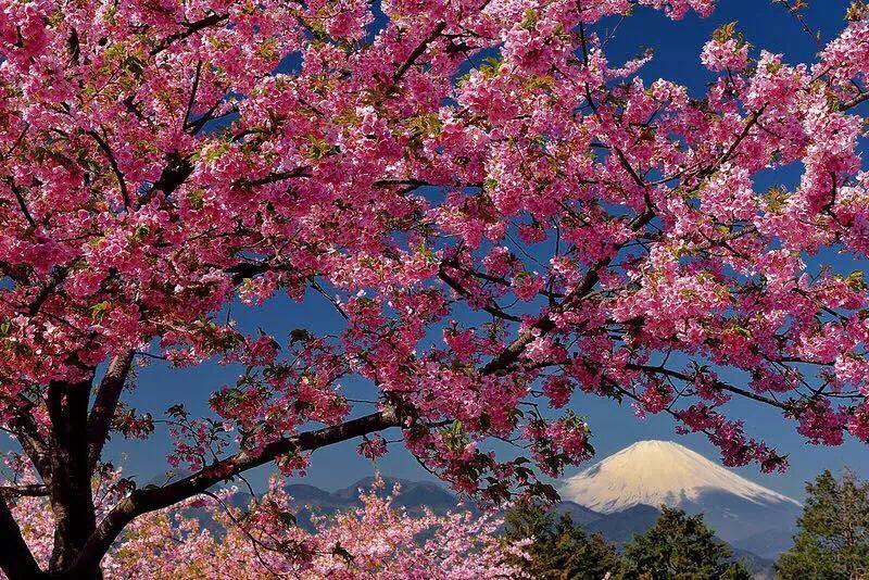 فندق Hakone Pacific المظهر الخارجي الصورة